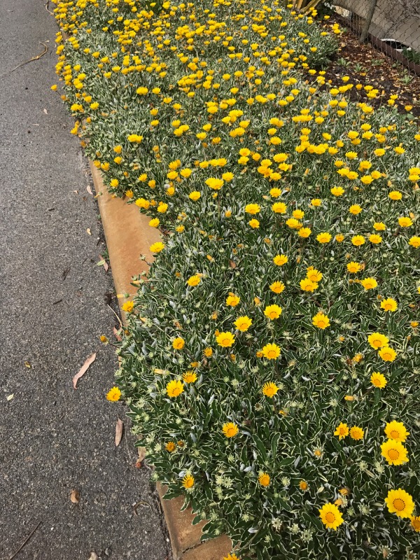 Yellow African Daisy Weed
